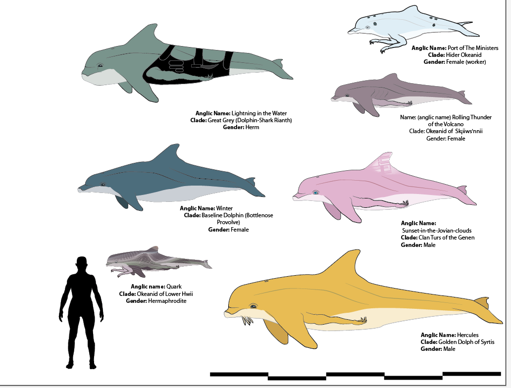 What are different types of dolphins?